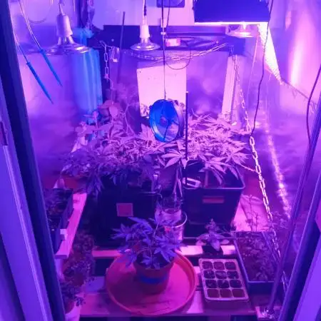 GG4 Auto "OriginalSensible"