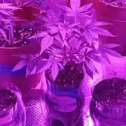 Auto Cherry Kush Coke - Linda Seeds