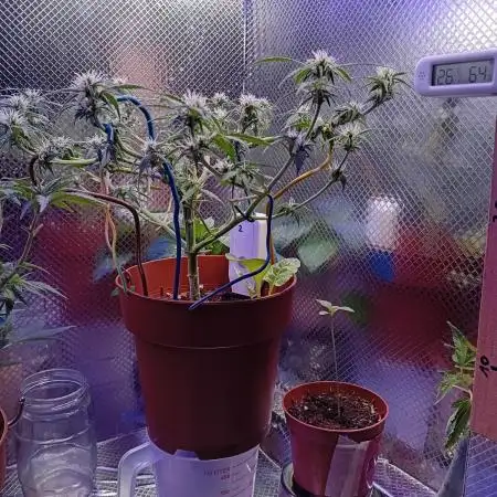 Moby Dick Auto  Barney's Farm Microgrow