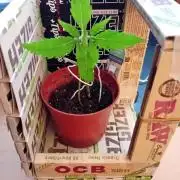 Auto Rainbow Sherbet #11- Advanced Seeds