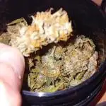 Moby Dick Auto  Barney's Farm Microgrow