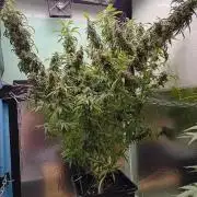 Amnesia XXL - Fem    "LINDA SEEDS"