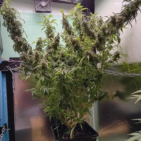 Amnesia XXL - Fem    "LINDA SEEDS"