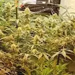 GG4 Auto "OriginalSensible"