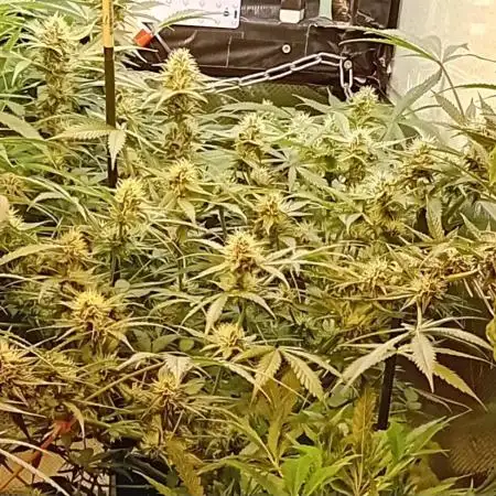 GG4 Auto "OriginalSensible"