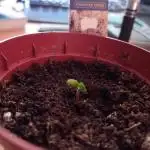 Auto Rainbow Sherbet #11- Advanced Seeds