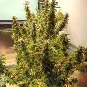 Amnesia XXL - Fem    "LINDA SEEDS"
