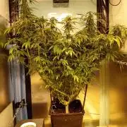 Amnesia XXL - Fem    "LINDA SEEDS"