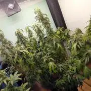 Amnesia XXL - Fem    "LINDA SEEDS"