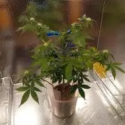 Auto Critical+ by Linda Seeds