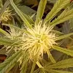 GG4 Auto "OriginalSensible"