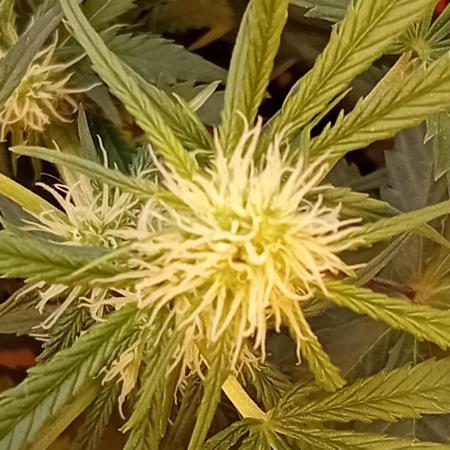 GG4 Auto "OriginalSensible"