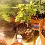 Experiment #1 Heartgrow- unknown seed