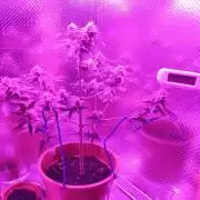 Auto Critical+ by Linda Seeds