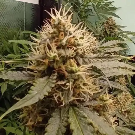 GG4 Auto "OriginalSensible"