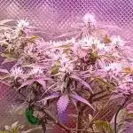 Moby Dick Auto  Barney's Farm Microgrow