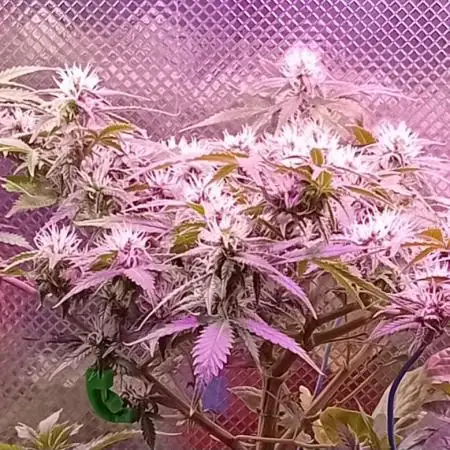 Moby Dick Auto  Barney's Farm Microgrow
