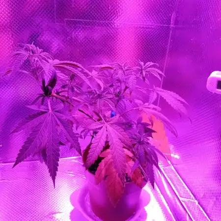 Bruce Banner - Photo -  by Linda Seeds