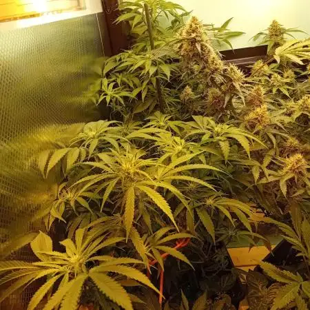 Amnesia XXL - Fem    "LINDA SEEDS"