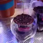 Auto Critical+ by Linda Seeds