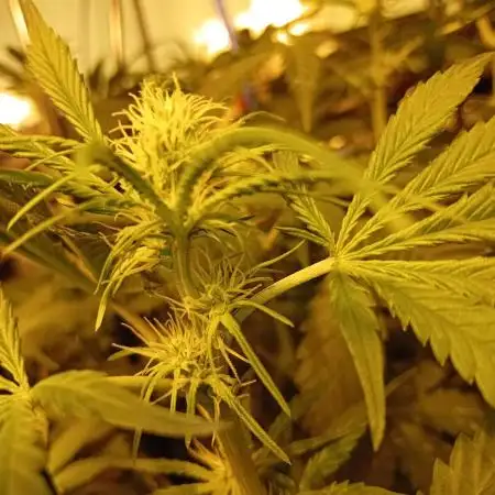GG4 Auto "OriginalSensible"