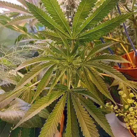 Amnesia XXL - Fem    "LINDA SEEDS"