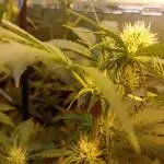 GG4 Auto "OriginalSensible"