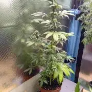 Auto Do Si Dos by Linda Seeds