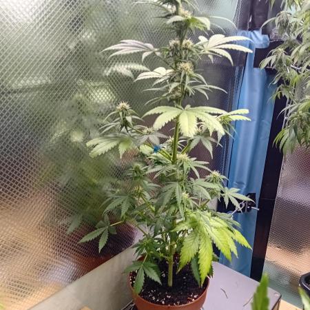 Auto Do Si Dos by Linda Seeds