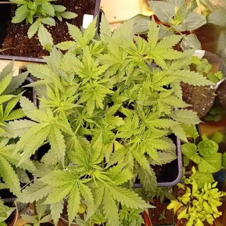 GG4 Auto "OriginalSensible"