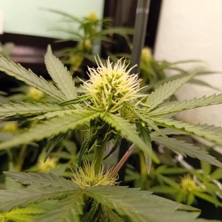 GG4 Auto "OriginalSensible"