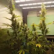 Zamnesia Sticky Brocolli - Eternity GC