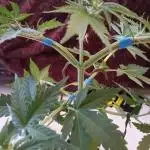 Auto Do Si Dos by Linda Seeds