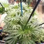 Amnesia XXL - Fem    "LINDA SEEDS"