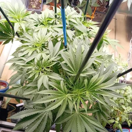 Amnesia XXL - Fem    "LINDA SEEDS"