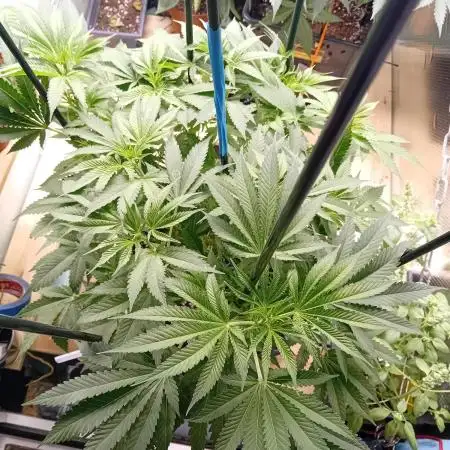 Amnesia XXL - Fem    "LINDA SEEDS"