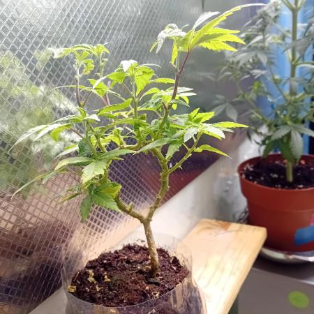 Experiment #1 Heartgrow- unknown seed