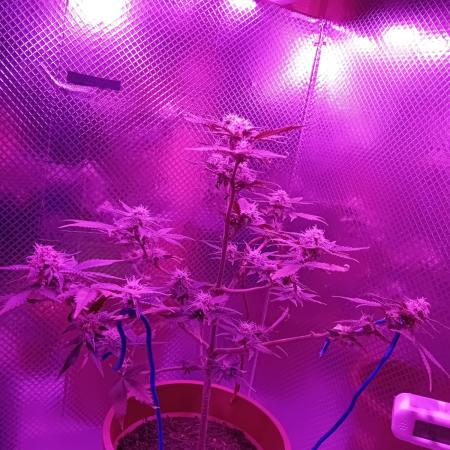 Auto Critical+ by Linda Seeds