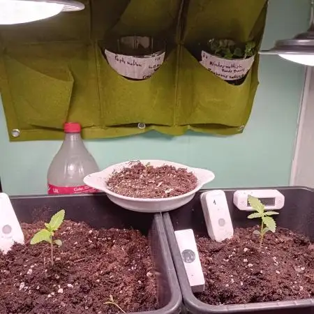 GG4 Auto "OriginalSensible"