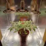 Micro-Grow below 100 Watt