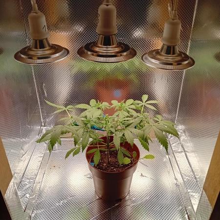 Micro-Grow below 100 Watt