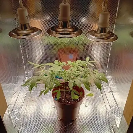Micro-Grow below 100 Watt