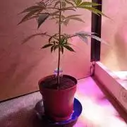 Auto Rainbow Sherbet #11- Advanced Seeds