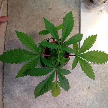 Bruce Banner - Photo -  by Linda Seeds