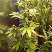 Auto Do Si Dos by Linda Seeds