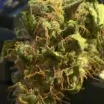 GG4 Auto "OriginalSensible"