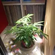 Bruce Banner - Photo -  by Linda Seeds