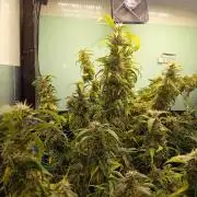 Amnesia XXL - Fem    "LINDA SEEDS"