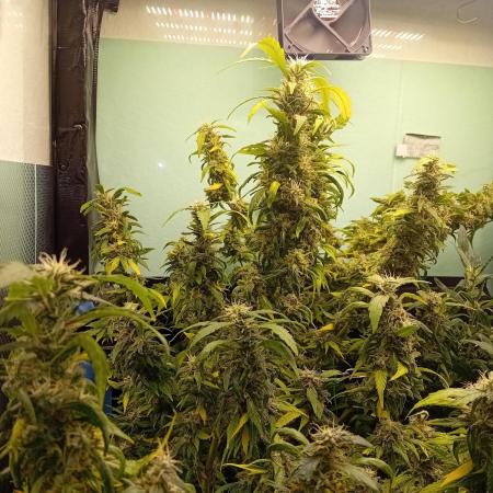 Amnesia XXL - Fem    "LINDA SEEDS"