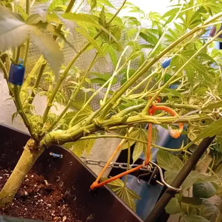 Amnesia XXL - Fem    "LINDA SEEDS"